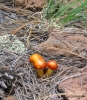 PICTURES/Kendrick Wildlife Trail/t_Mushrooms - Small Rust Brown3.jpg